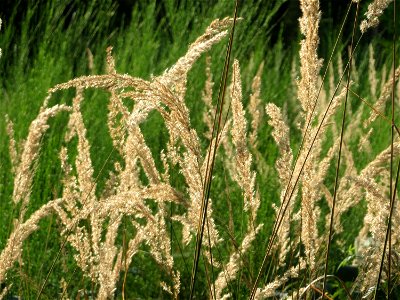 Land-Reitgras (Calamagrostis epigejos) im Schwetzinger Hardt