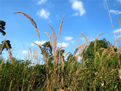Land-Reitgras (Calamagrostis epigejos) im Schwetzinger Hardt