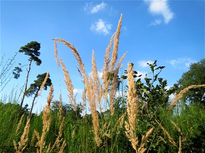 Land-Reitgras (Calamagrostis epigejos) im Schwetzinger Hardt