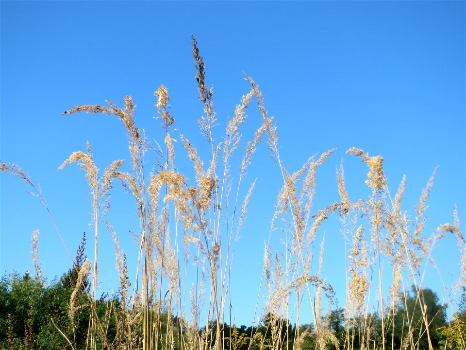 Land-Reitgras (Calamagrostis epigejos) an der Habsterhöhe in Alt-Saarbrücken