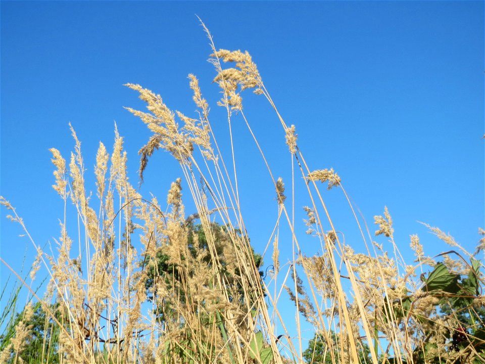 Land-Reitgras (Calamagrostis epigejos) auf einer Rodungsfläche zwischen B36 und L722 im Schwetzinger Hardt