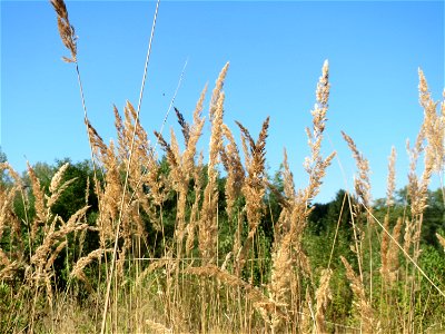 Land-Reitgras (Calamagrostis epigejos) an der Habsterhöhe in Alt-Saarbrücken
