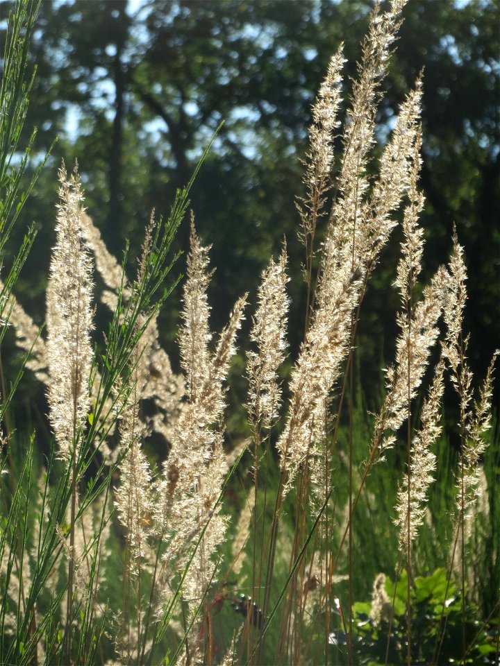 Land-Reitgras (Calamagrostis epigejos) auf einer Rodungsfläche zwischen B36 und L722 im Schwetzinger Hardt