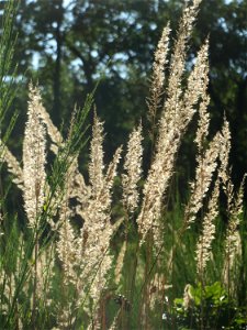 Land-Reitgras (Calamagrostis epigejos) auf einer Rodungsfläche zwischen B36 und L722 im Schwetzinger Hardt