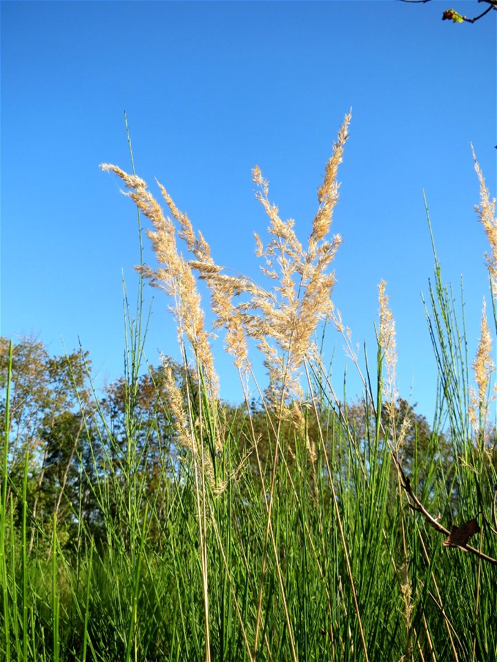 Land-Reitgras (Calamagrostis epigejos) auf einer Rodungsfläche zwischen B36 und L722 im Schwetzinger Hardt