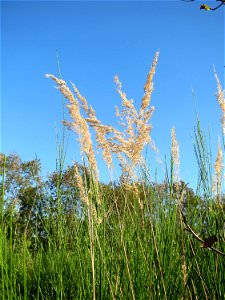 Land-Reitgras (Calamagrostis epigejos) auf einer Rodungsfläche zwischen B36 und L722 im Schwetzinger Hardt