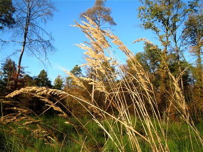 Land-Reitgras (Calamagrostis epigejos) am St. Ilgener Viehtrieb im Schwetzinger Hardt