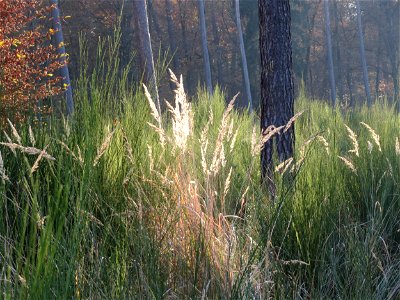 Land-Reitgras (Calamagrostis epigejos) am St. Ilgener Viehtrieb im Schwetzinger Hardt