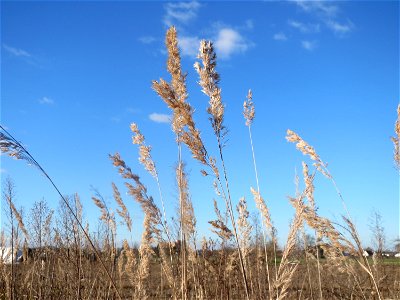 Land-Reitgras (Calamagrostis epigejos) auf einem kleinen Sandtrockenrasen-Biotop bei Neulußheim (Gemarkung Altlußheim)