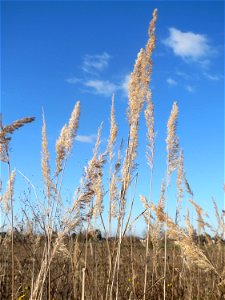 Land-Reitgras (Calamagrostis epigejos) auf einem kleinen Sandtrockenrasen-Biotop bei Neulußheim (Gemarkung Altlußheim)