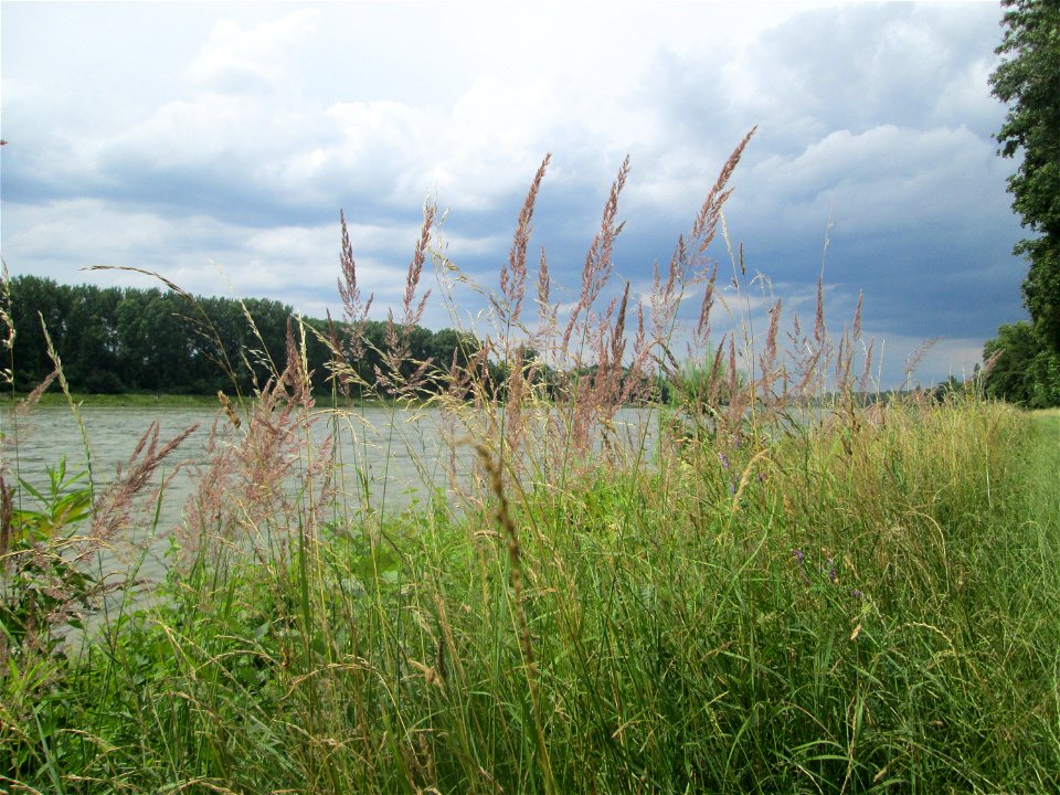 Land-Reitgras (Calamagrostis epigejos) am Rheinufer im Naturschutzgebiet „Ketscher Rheininsel“