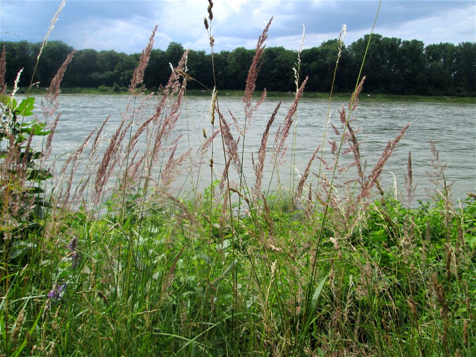Land-Reitgras (Calamagrostis epigejos) am Rheinufer im Naturschutzgebiet „Ketscher Rheininsel“