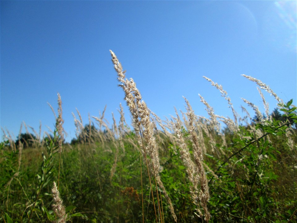 Land-Reitgras (Calamagrostis epigejos) an der Böschung der A6 in der Schwetzinger Hardt - an diesem Abschnitt bietet der Autobahnrand eine binnendünenartige Situation