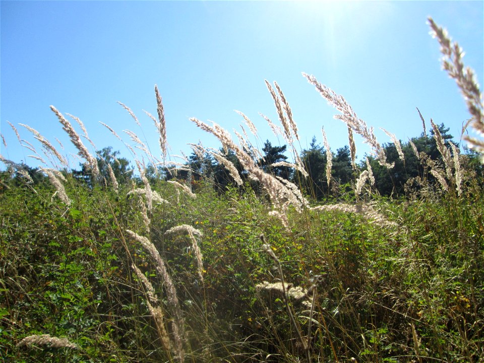 Land-Reitgras (Calamagrostis epigejos) an der Böschung der A6 in der Schwetzinger Hardt - an diesem Abschnitt bietet der Autobahnrand eine binnendünenartige Situation