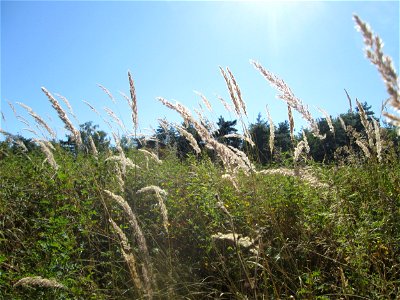 Land-Reitgras (Calamagrostis epigejos) an der Böschung der A6 in der Schwetzinger Hardt - an diesem Abschnitt bietet der Autobahnrand eine binnendünenartige Situation