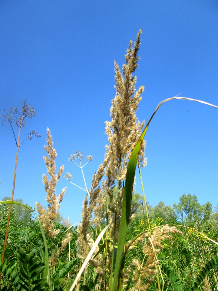 Land-Reitgras (Calamagrostis epigejos) im Naturschutzgebiet „St. Arnualer Wiesen“