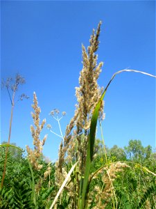 Land-Reitgras (Calamagrostis epigejos) im Naturschutzgebiet „St. Arnualer Wiesen“