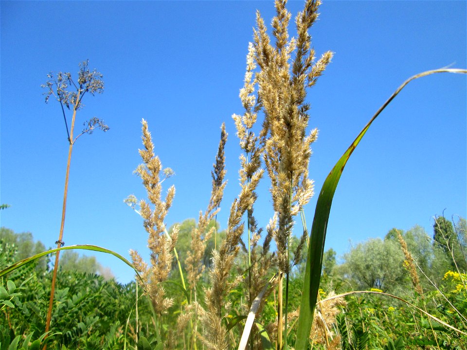 Land-Reitgras (Calamagrostis epigejos) im Naturschutzgebiet „St. Arnualer Wiesen“