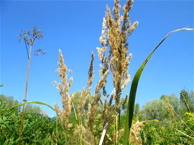 Land-Reitgras (Calamagrostis epigejos) im Naturschutzgebiet „St. Arnualer Wiesen“