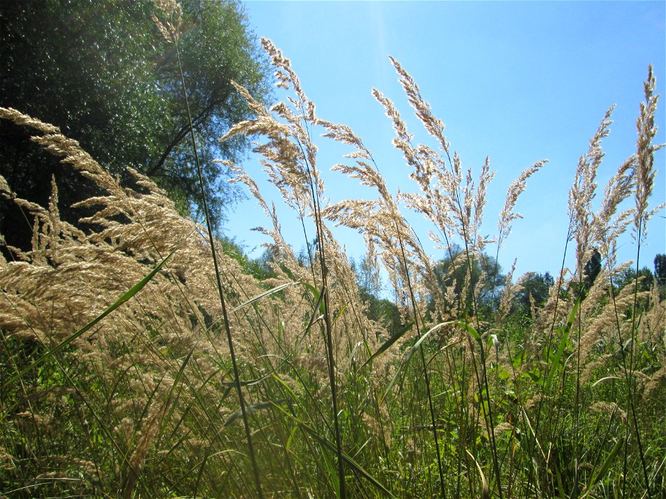 Land-Reitgras (Calamagrostis epigejos) im Naturschutzgebiet „St. Arnualer Wiesen“