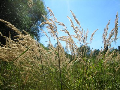 Land-Reitgras (Calamagrostis epigejos) im Naturschutzgebiet „St. Arnualer Wiesen“