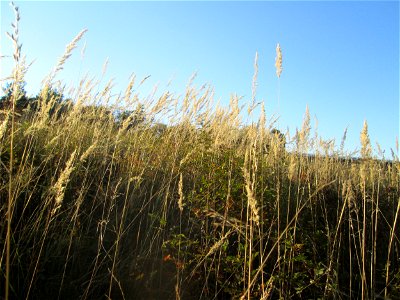 Land-Reitgras (Calamagrostis epigejos) an der Böschung der A6 in der Schwetzinger Hardt - an diesem Abschnitt bietet der Autobahnrand eine binnendünenartige Situation photo