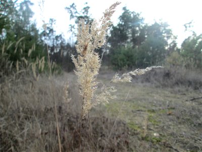 Land-Reitgras (Calamagrostis epigejos) in der Schwetzinger Hardt
