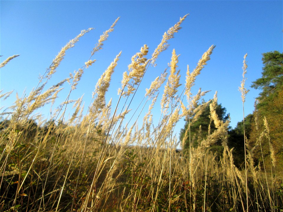 Land-Reitgras (Calamagrostis epigejos) an der Böschung der A6 in der Schwetzinger Hardt - an diesem Abschnitt bietet der Autobahnrand eine binnendünenartige Situation