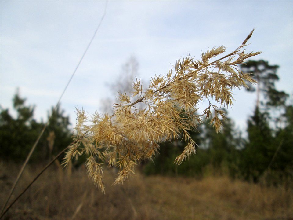 Land-Reitgras (Calamagrostis epigejos) in der Schwetzinger Hardt