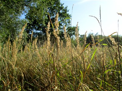 Land-Reitgras (Calamagrostis epigejos) im Naturschutzgebiet „St. Arnualer Wiesen“