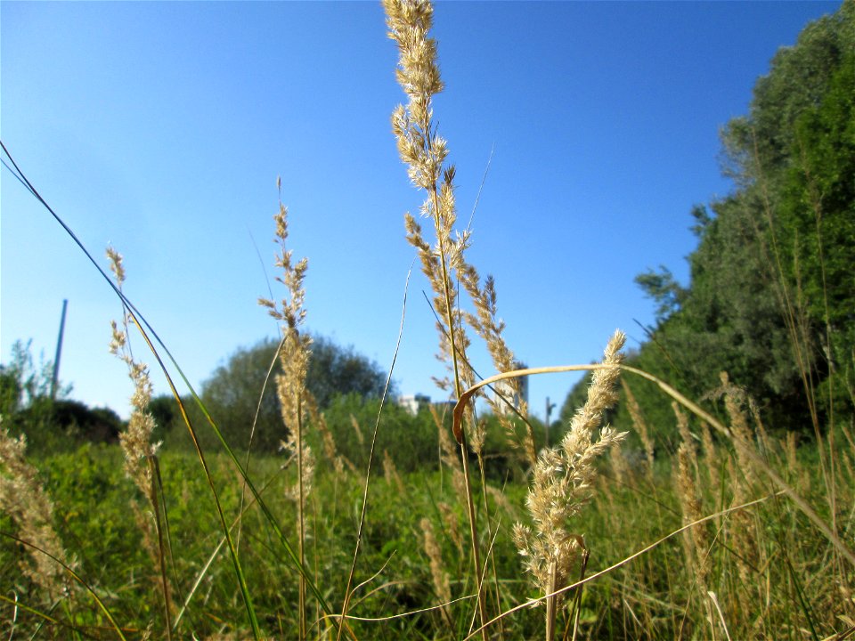 Land-Reitgras (Calamagrostis epigejos) im Naturschutzgebiet „St. Arnualer Wiesen“