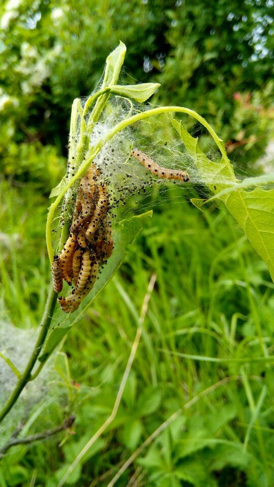 Growth development caterpillar
