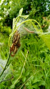Growth development caterpillar