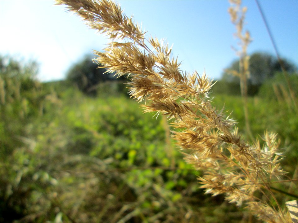 Land-Reitgras (Calamagrostis epigejos) im Naturschutzgebiet „St. Arnualer Wiesen“