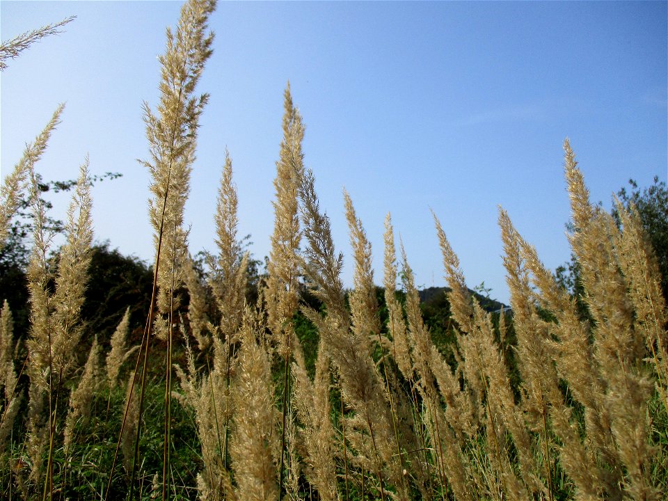 Land-Reitgras (Calamagrostis epigejos) im Naturschutzgebiet „St. Arnualer Wiesen“