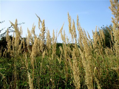 Land-Reitgras (Calamagrostis epigejos) im Naturschutzgebiet „St. Arnualer Wiesen“