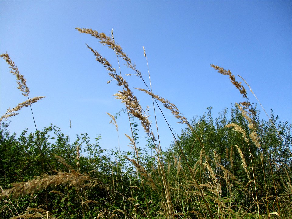 Land-Reitgras (Calamagrostis epigejos) im Naturschutzgebiet „St. Arnualer Wiesen“
