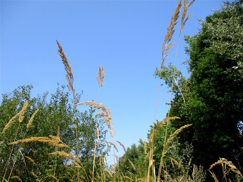 Land-Reitgras (Calamagrostis epigejos) im Naturschutzgebiet „St. Arnualer Wiesen“