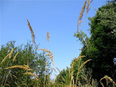 Land-Reitgras (Calamagrostis epigejos) im Naturschutzgebiet „St. Arnualer Wiesen“