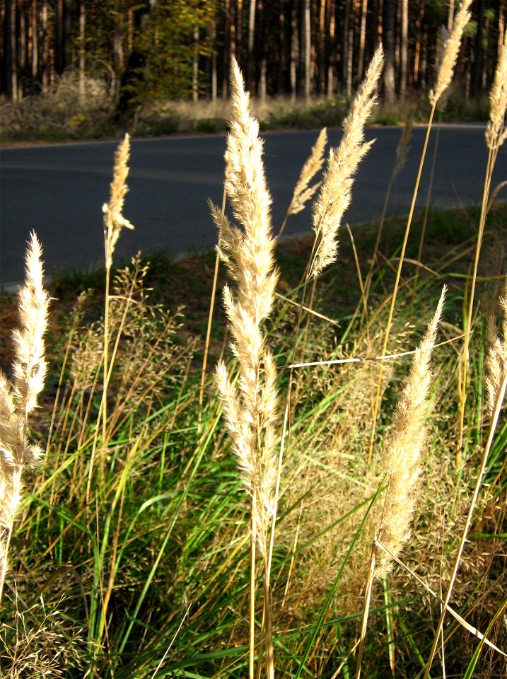 Calamagrostis epigejos  Landreitgras
