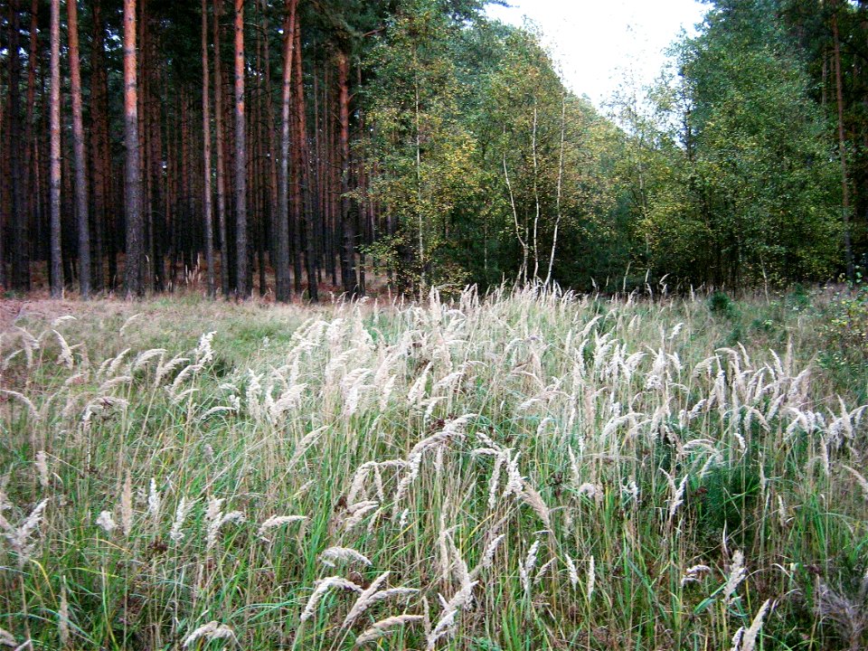 Calamagrostis epigejos Landreitgras in der Zauche, einem Wald südlich von Ferch im Landkreis Potsdam-Mittelmark, Brandenburg.