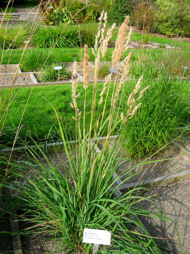 Calamagrostis epigejos - Oslo botanical garden, Oslo, Norway.