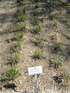 Bouteloua curtipendula specimen in the Botanischer Garten München-Nymphenburg, Munich, Germany.