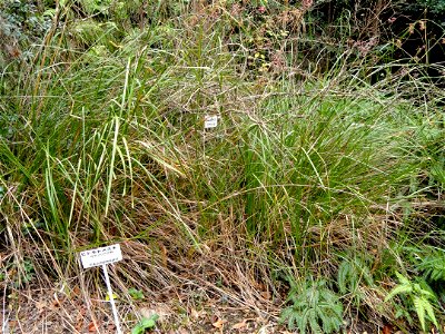 Botanical specimen in the Miyajima Natural Botanical Garden, Hatsukaichi, Hiroshima, Japan.