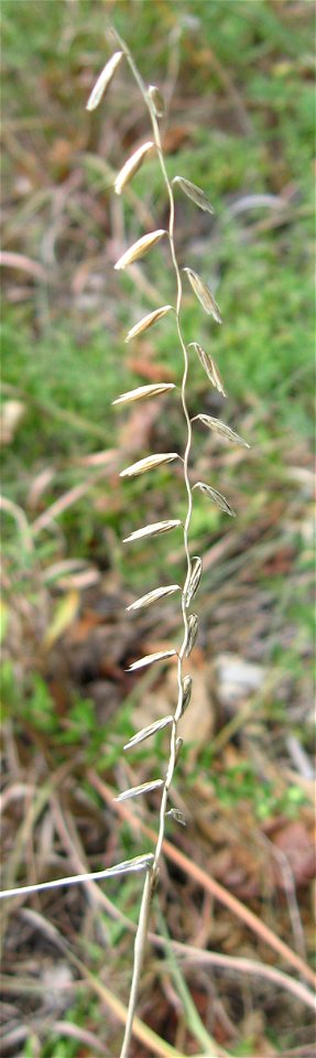 Bouteloua curipendula, Powell County, Kentucky northwest of Kueshner Branch on barren ridge opening.