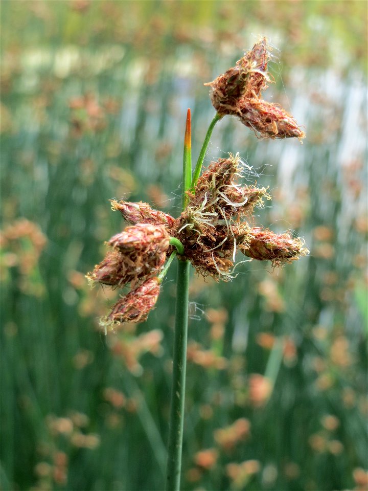 Gewöhnliche Teichbinse (Schoenoplectus lacustris) im Bürgerpark Saarbrücken