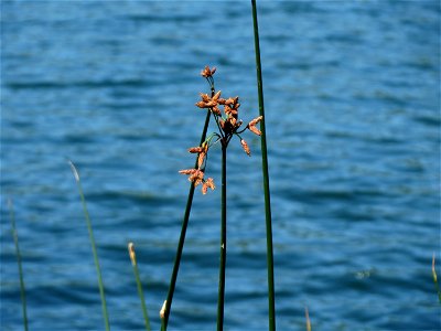 Gewöhnliche Teichbinse (Schoenoplectus lacustris) am Schalkenmehrener Maar
