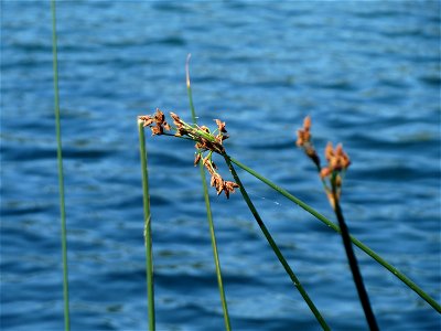 Gewöhnliche Teichbinse (Schoenoplectus lacustris) am Schalkenmehrener Maar