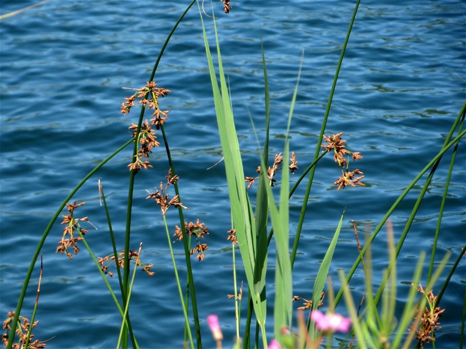 Gewöhnliche Teichbinse (Schoenoplectus lacustris) am Schalkenmehrener Maar