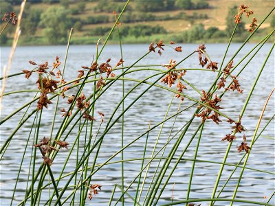 Gewöhnliche Teichbinse (Schoenoplectus lacustris) am Schalkenmehrener Maar